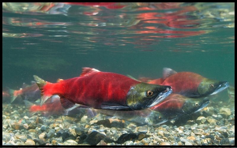 White Red Salmon swimming upstream